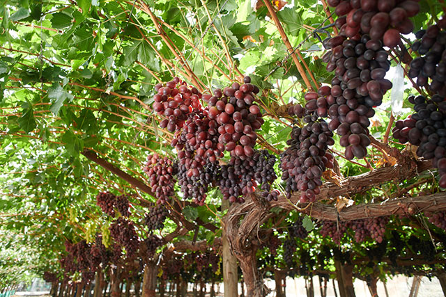 Uvas