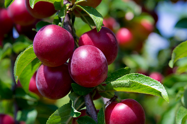 Peaches, Nectarines, Plums