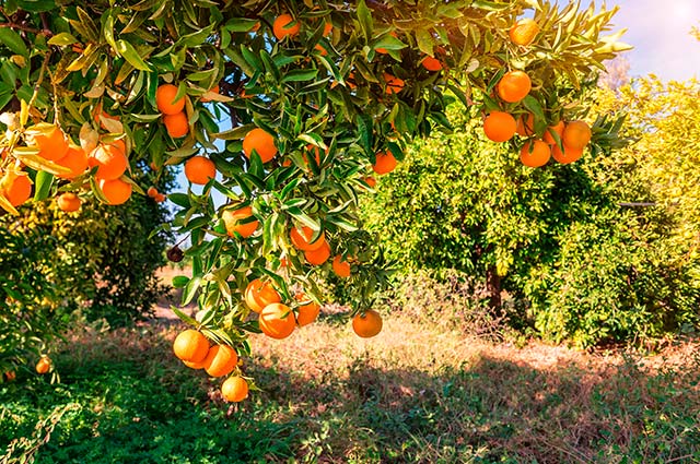 Citrus