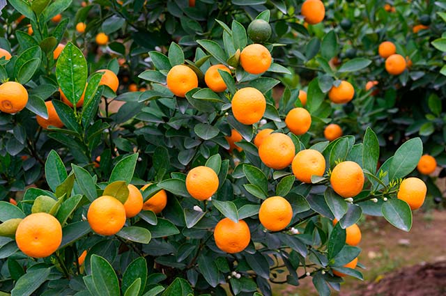 Citrus