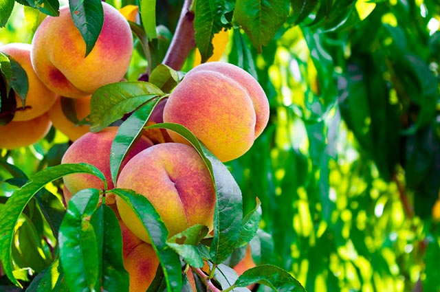 Peaches, Nectarines, Plums