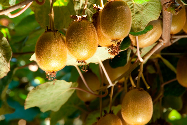 Kiwis