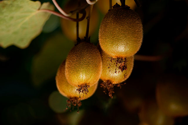 Kiwis