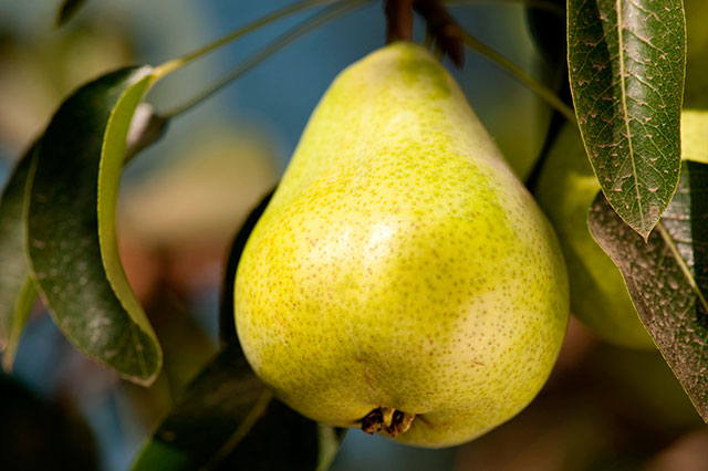 Pears