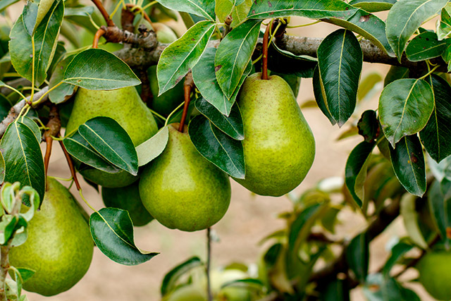 Pears